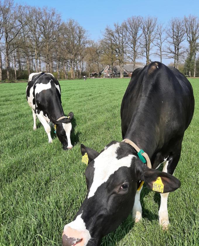 Hoeve De Laan Woudenberg Exterior foto